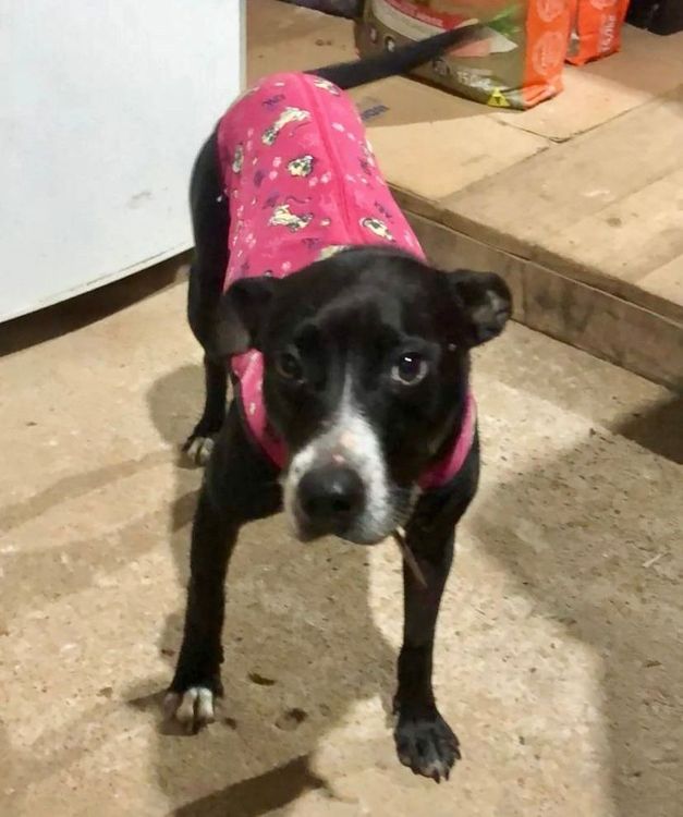 Cão