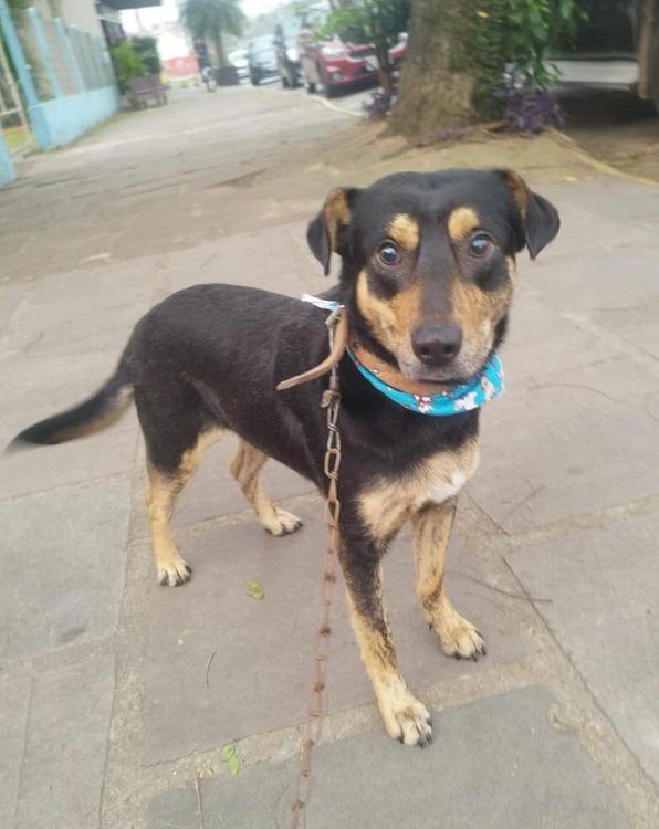 Cão