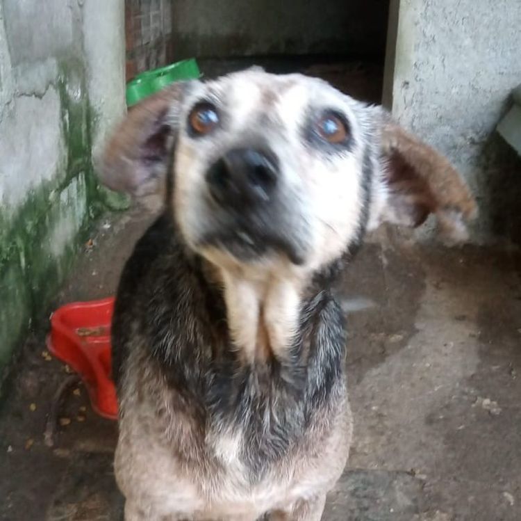 Cão