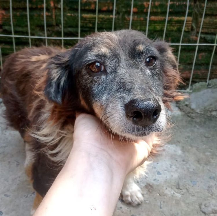 Cão