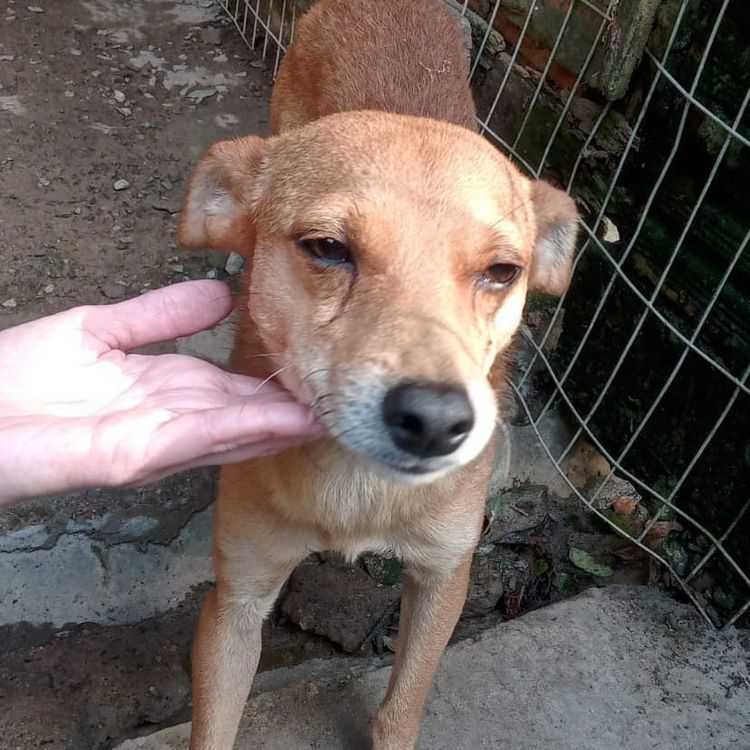 Cão