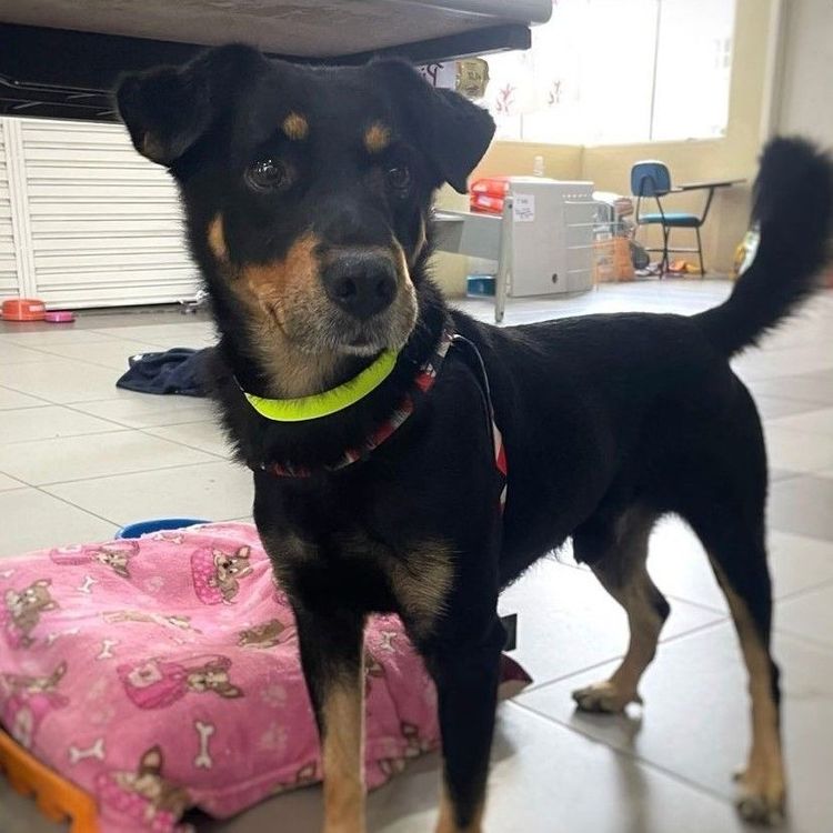 Cão