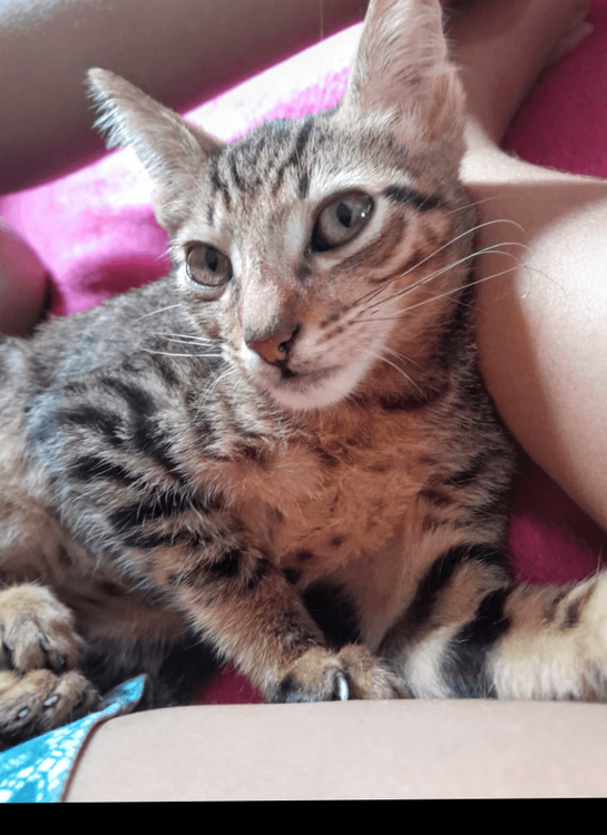 Simba