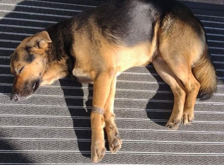 Cão