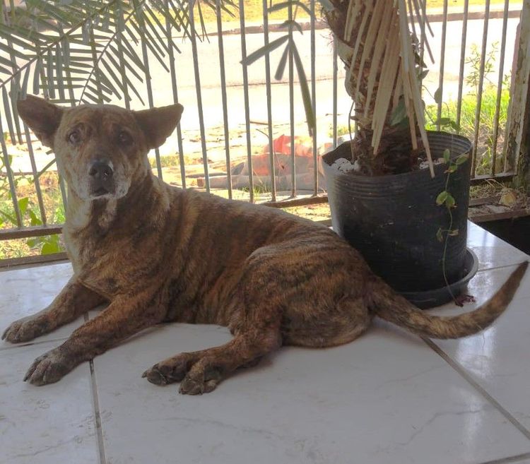 Cão