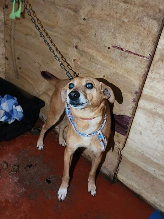 Cão