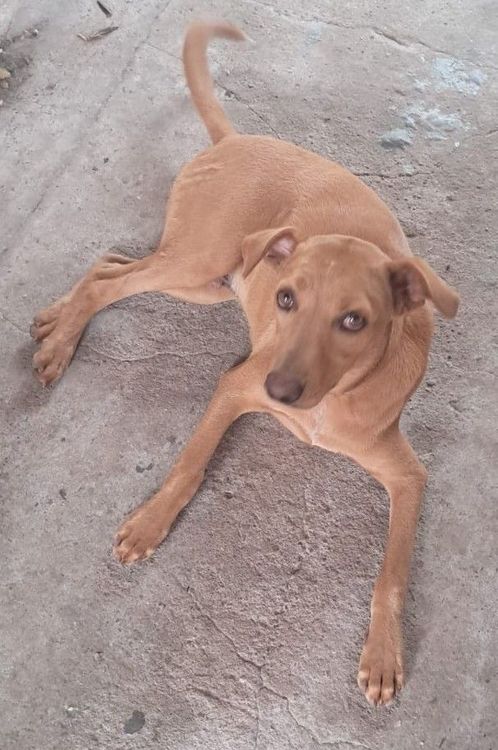 Cão