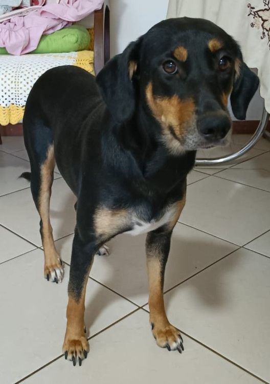 Cão