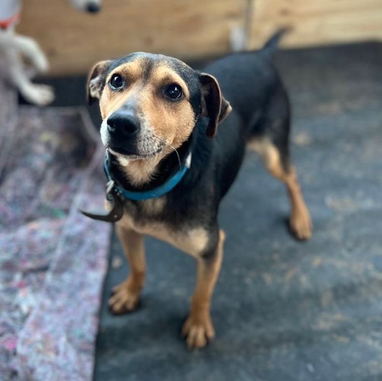 Cão