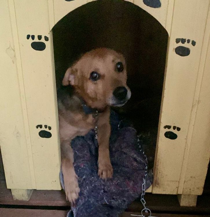 Cão