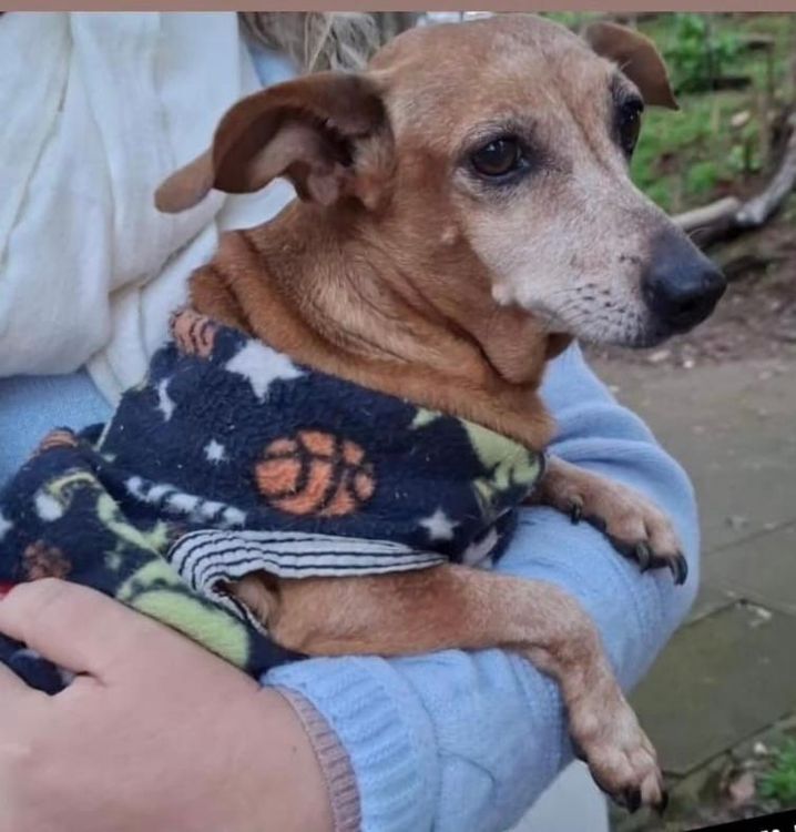 Cão