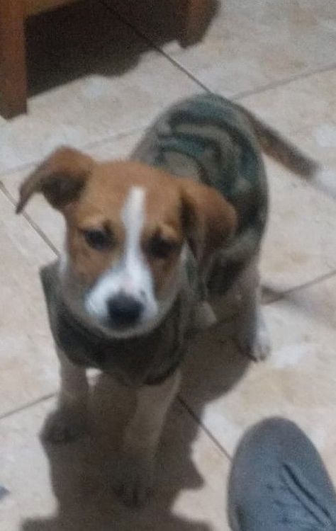 Cão