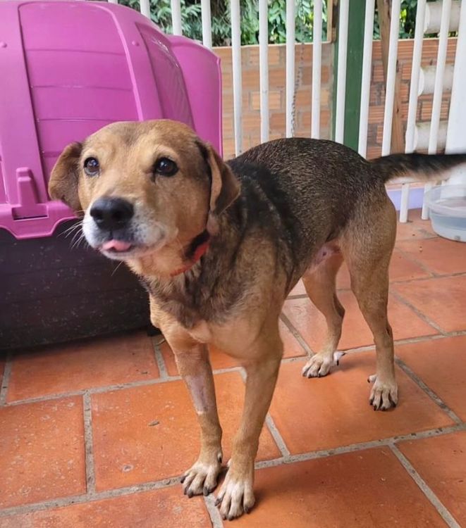 Cão