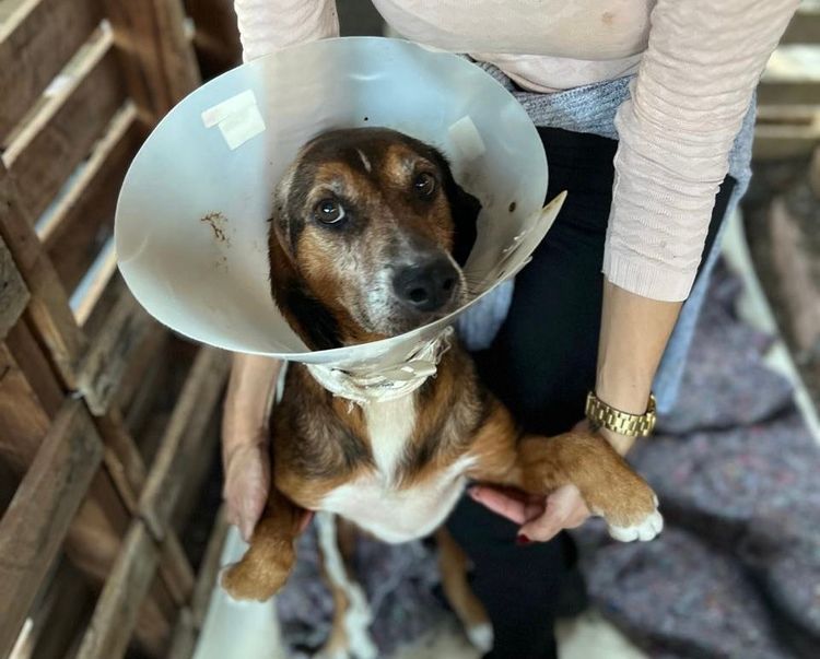 Cão