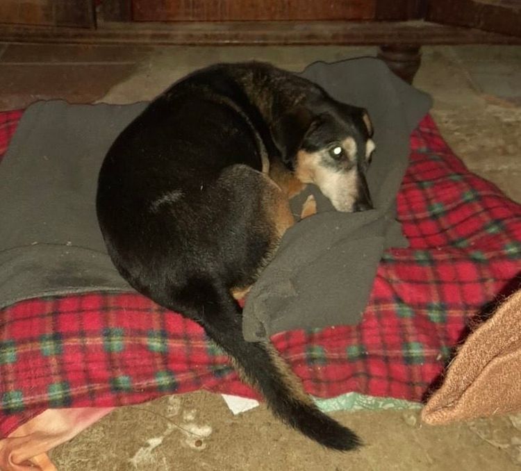 Cão