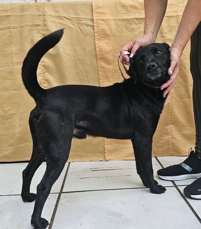 Cão
