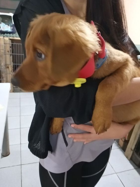 Cão