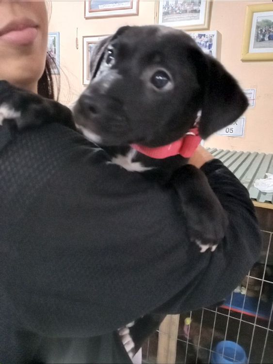 Cão