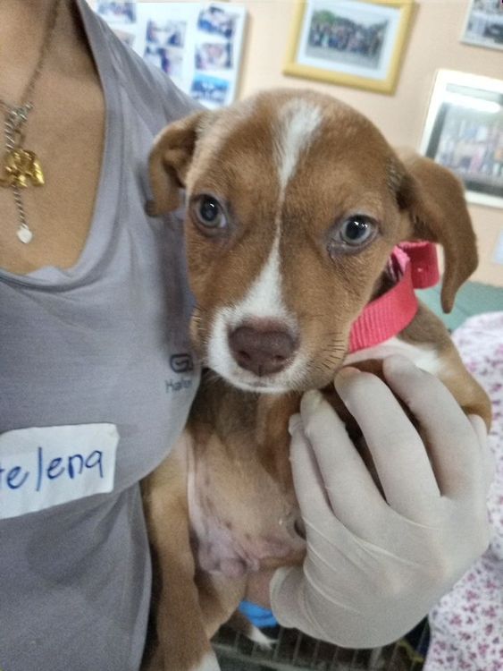 Cão