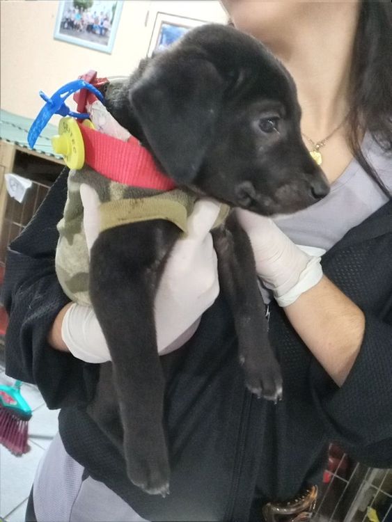 Cão