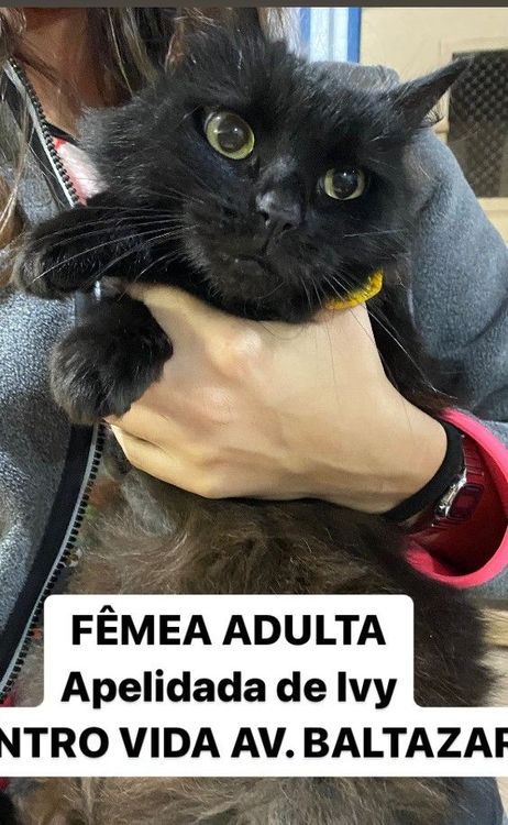 Gato