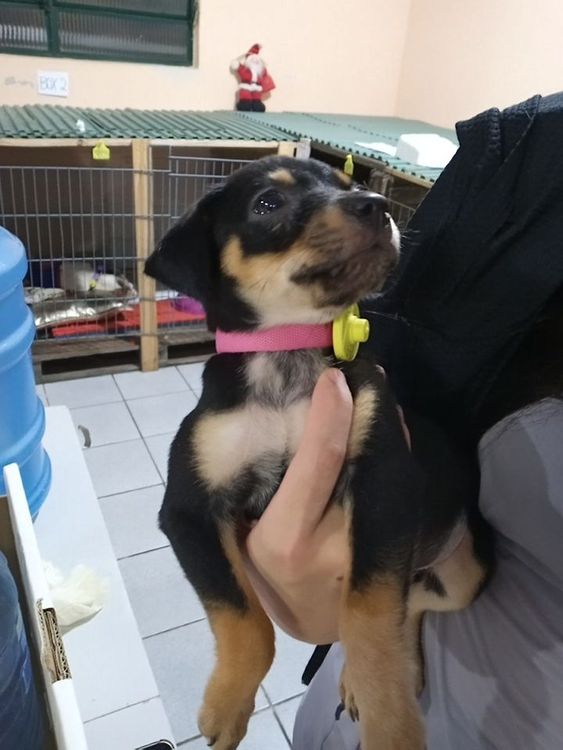 Cão