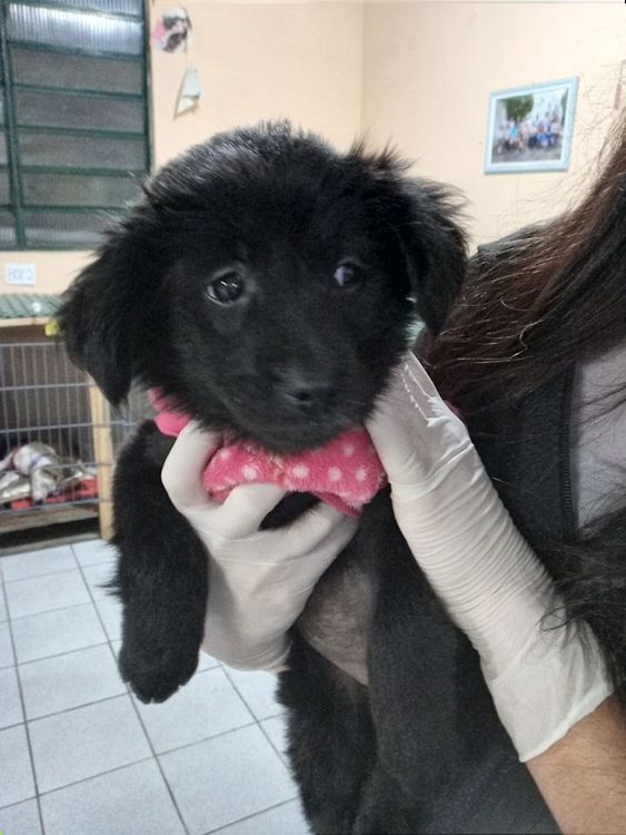 Cão