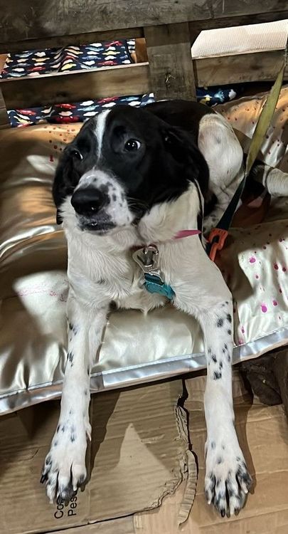 Cão