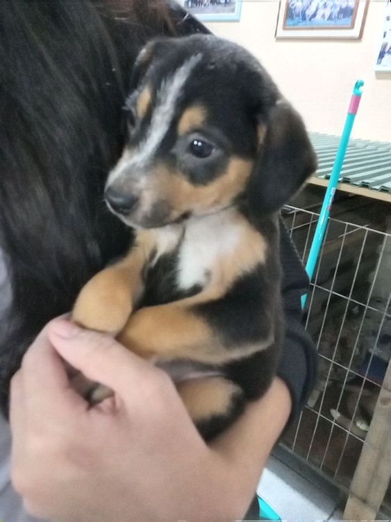 Cão