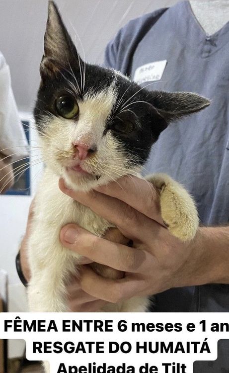 Gato
