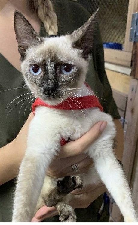 Gato