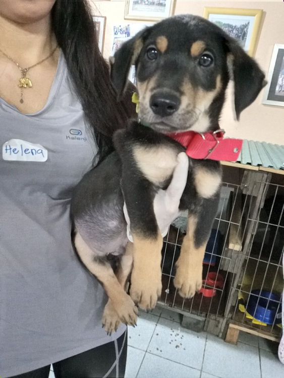 Cão
