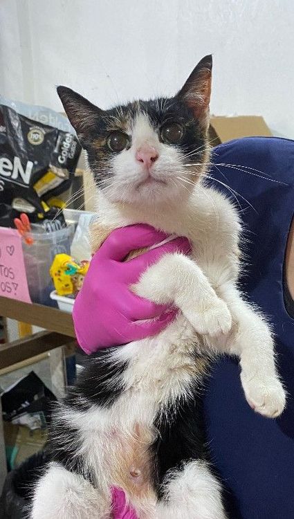 Gato