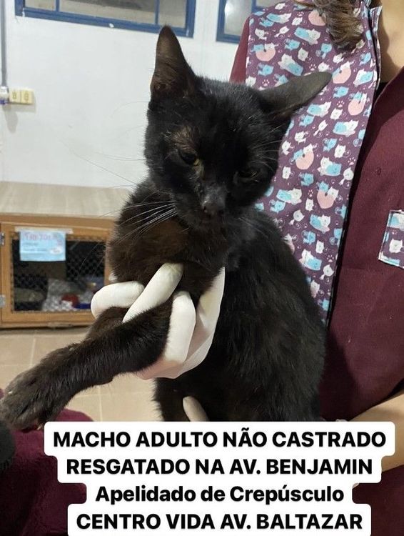 Gato