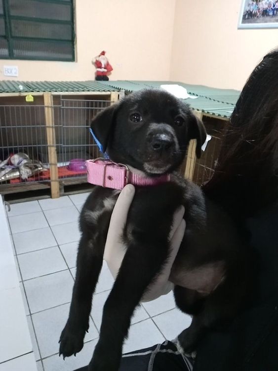 Cão
