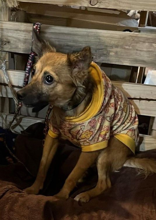Cão