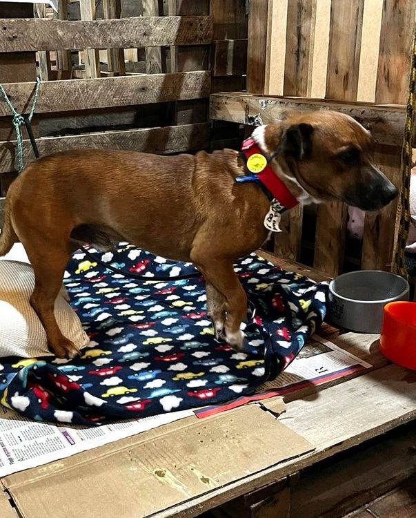 Cão