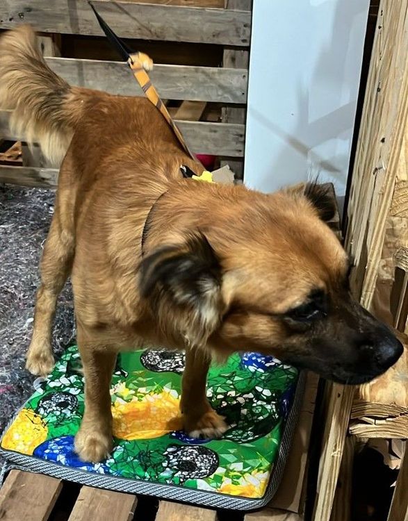 Cão