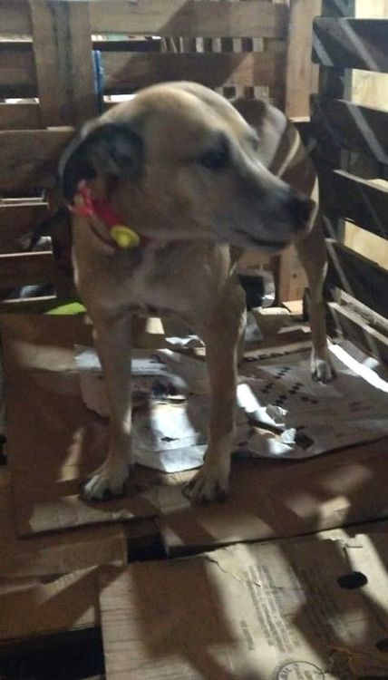 Cão