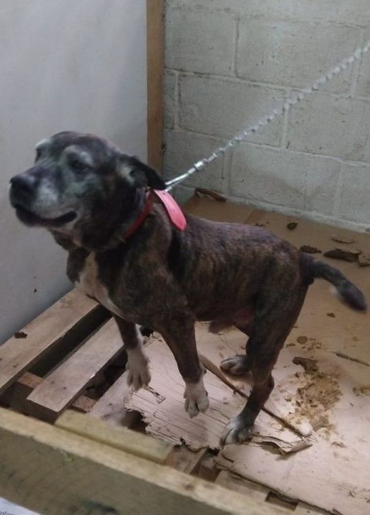 Cão