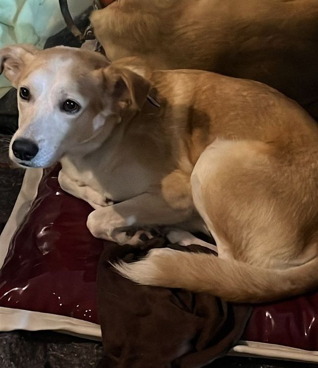 Cão