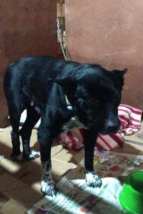 Cão