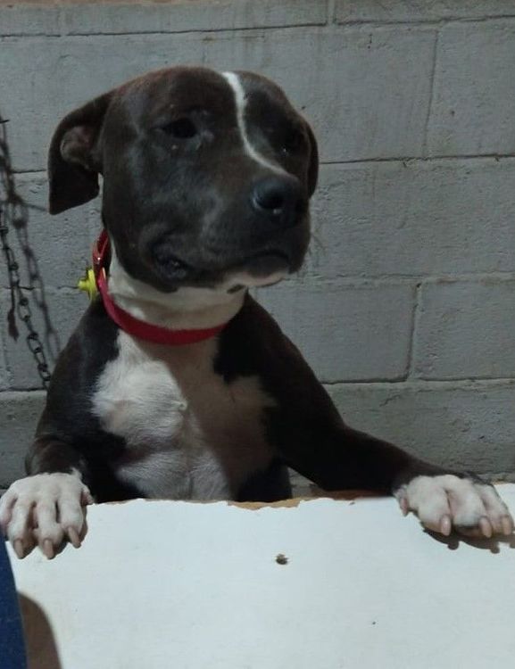Cão