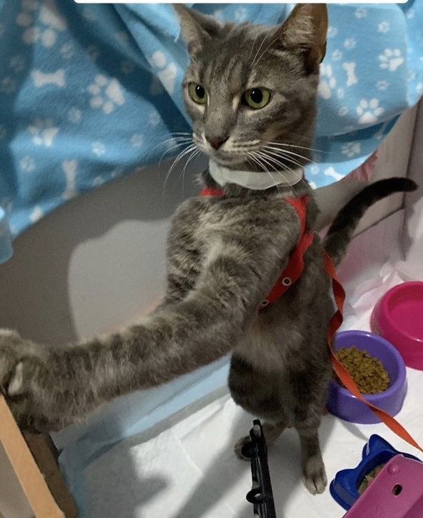 Gato