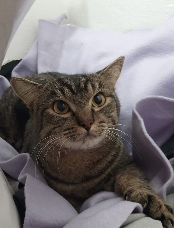 Gato