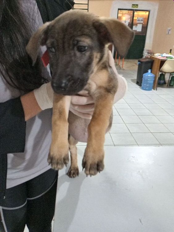 Cão