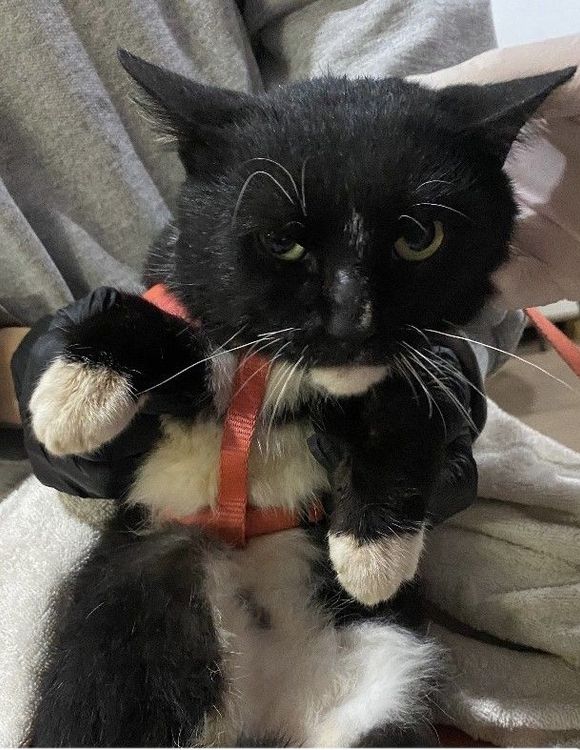 Gato