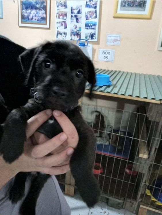 Cão