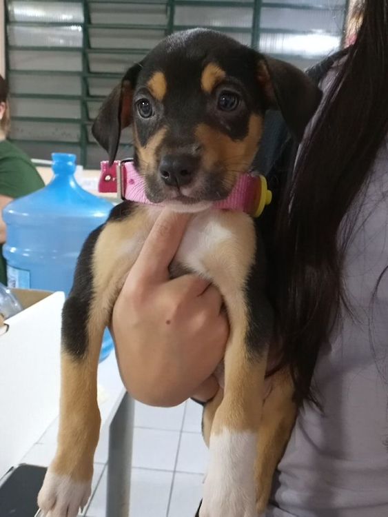 Cão
