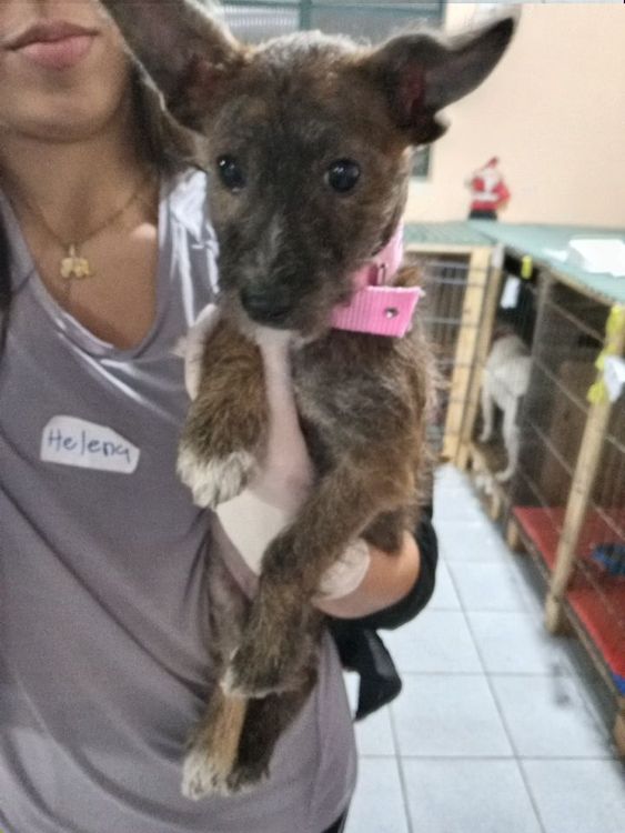 Cão